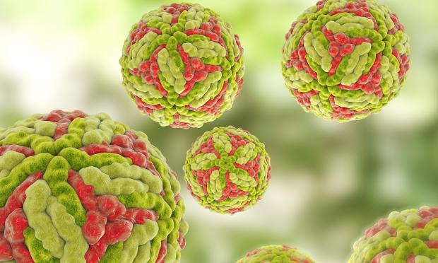 Japanese encephalitis virus