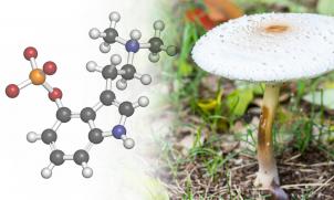Psilocybin
