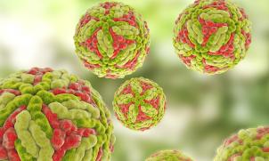 Japanese encephalitis virus